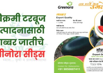 गब्बर जातीचे ग्रीनोरा सीड्स