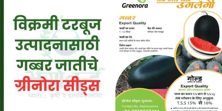 गब्बर जातीचे ग्रीनोरा सीड्स