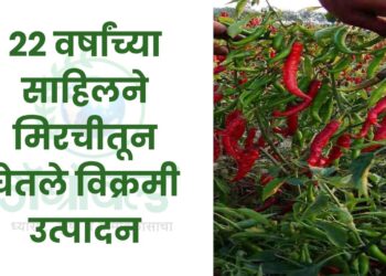 22 वर्षांच्या साहिलने मिरचीतून घेतले विक्रमी उत्पादन