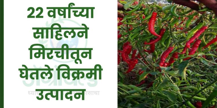 22 वर्षांच्या साहिलने मिरचीतून घेतले विक्रमी उत्पादन