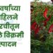 22 वर्षांच्या साहिलने मिरचीतून घेतले विक्रमी उत्पादन