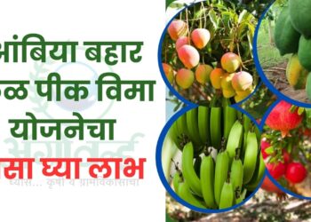 आंबिया बहार फळ पीक विमा योजनेचा असा घ्या लाभ