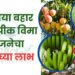 आंबिया बहार फळ पीक विमा योजनेचा असा घ्या लाभ