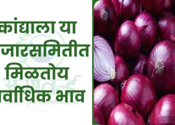 कांद्याला या बाजारसमितीत मिळतोय सर्वाधिक भाव