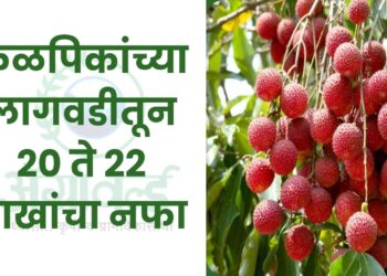 फळपिकांच्या लागवडीतून 20 ते 22 लाखांचा नफा 