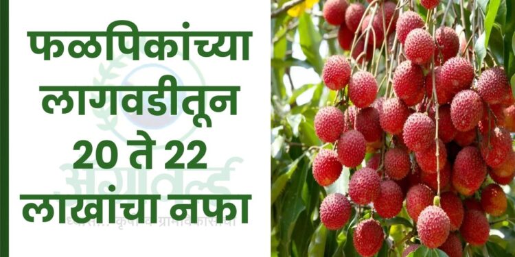 फळपिकांच्या लागवडीतून 20 ते 22 लाखांचा नफा 