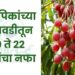 फळपिकांच्या लागवडीतून 20 ते 22 लाखांचा नफा