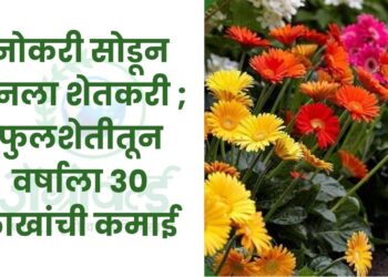 नोकरी सोडून बनला शेतकरी ; फुलशेतीतून वर्षाला 30 लाखांची कमाई
