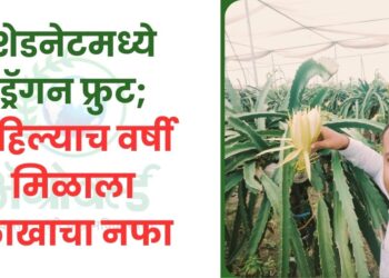 ड्रॅगन फ्रुट