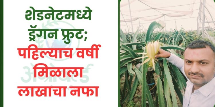 ड्रॅगन फ्रुट