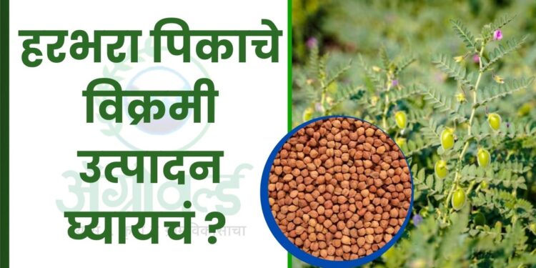 हरभरा पिकाचे विक्रमी उत्पादन घ्यायचं