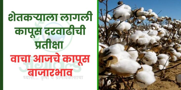 शेतकऱ्याला लागली कापूस दरवाढीची प्रतीक्षा