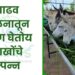 गाढव पालनातून तरुण घेतोय लाखोंचे उत्पन्न