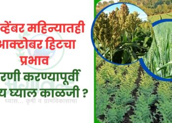 नोव्हेंबर महिन्यातही आक्टोबर हिटचा प्रभाव ; पेरणी करण्यापूर्वी काय घ्याल काळजी ?