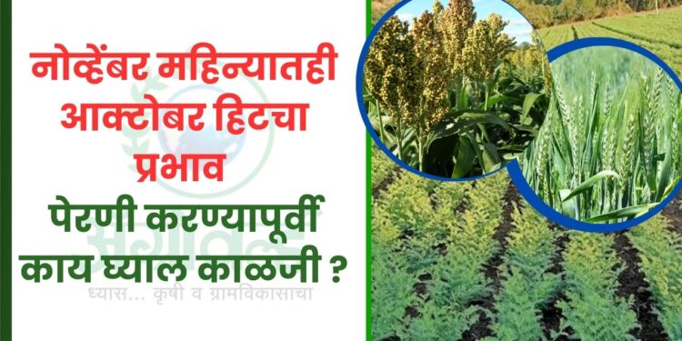 नोव्हेंबर महिन्यातही आक्टोबर हिटचा प्रभाव ; पेरणी करण्यापूर्वी काय घ्याल काळजी ?
