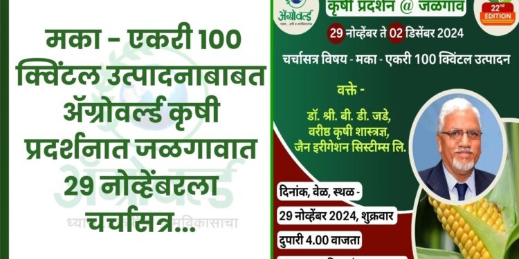 मका - एकरी 100 क्विंटल उत्पादना