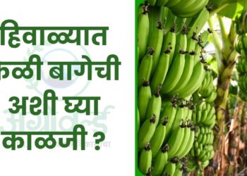 हिवाळ्यात केळी बाग