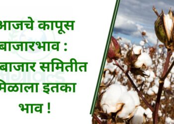 आजचे कापूस बाजारभाव : या बाजार समितीत मिळाला इतका भाव !
