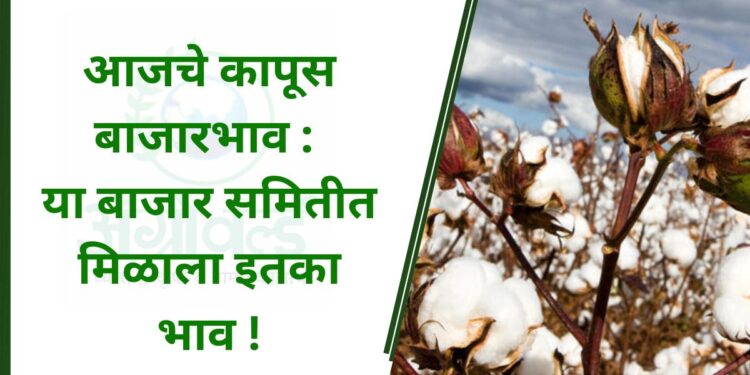 आजचे कापूस बाजारभाव : या बाजार समितीत मिळाला इतका भाव !