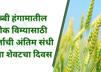 रब्बी हंगामातील पीक विम्यासाठी अर्जाची अंतिम संधी ; उद्या शेवटचा दिवस!