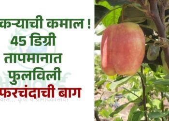 45 डिग्री तापमानात फुलविली सफरचंदाची बाग