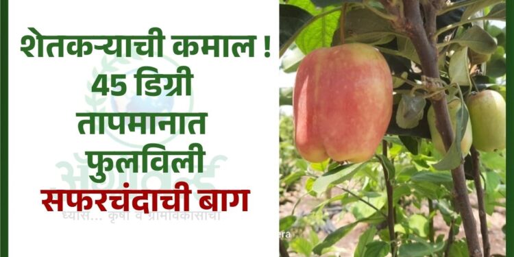 45 डिग्री तापमानात फुलविली सफरचंदाची बाग