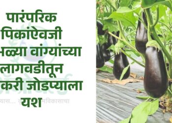 जांभळ्या वांग्यांच्या लागवडीतून