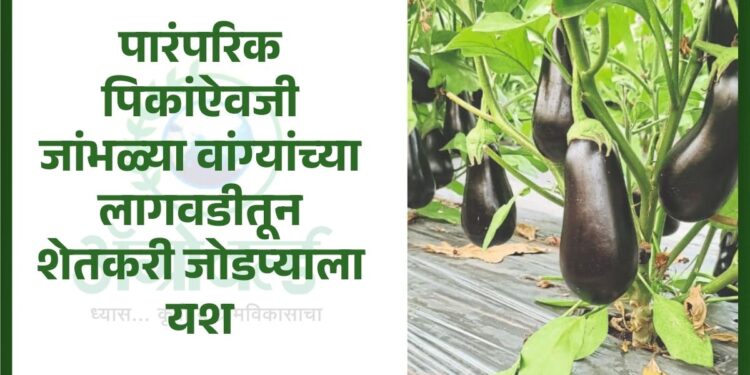 जांभळ्या वांग्यांच्या लागवडीतून