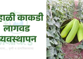 उन्हाळी काकडी लागवड