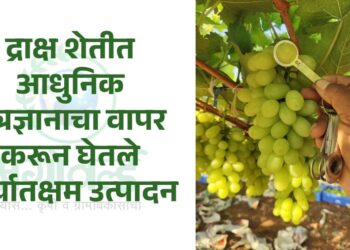 द्राक्ष शेतीत आधुनिक तंत्रज्ञानाचा वापर करून घेतले निर्यातक्षम उत्पादन
