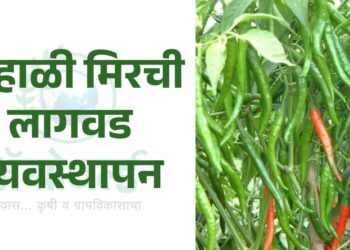 उन्हाळी मिरची लागवड व्यवस्थापन
