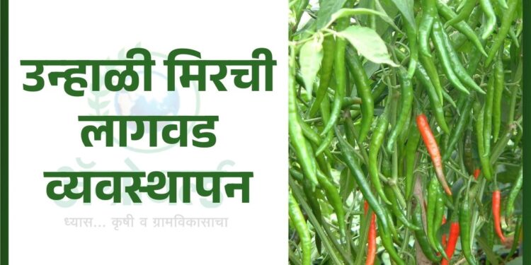 उन्हाळी मिरची लागवड व्यवस्थापन