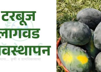 टरबूज लागवड व्यवस्थापन