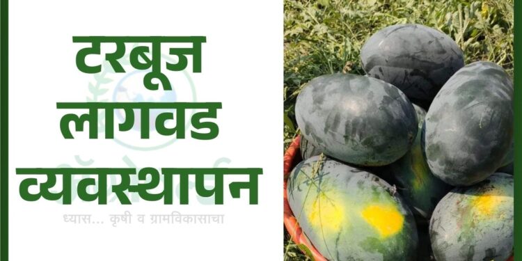 टरबूज लागवड व्यवस्थापन