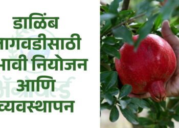 डाळिंब लागवड