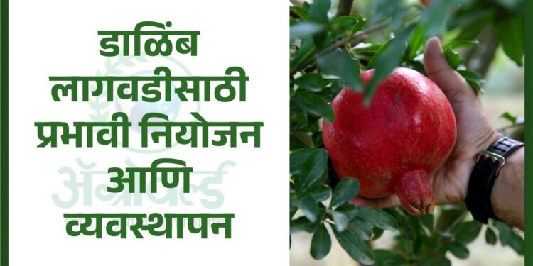 डाळिंब लागवड