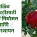 डाळिंब लागवड