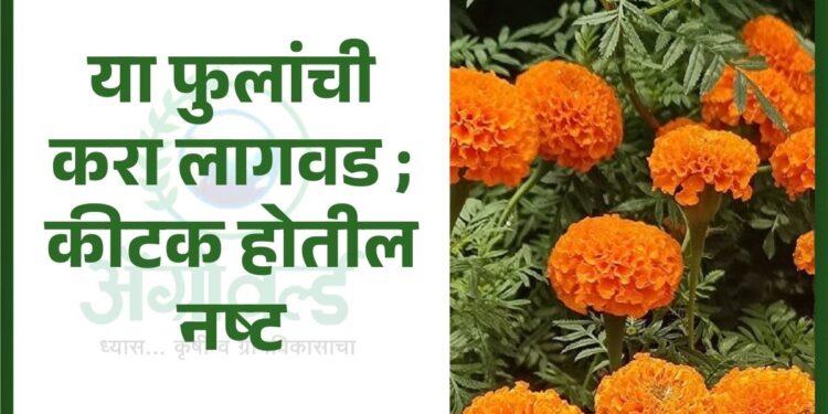 Agri Tips