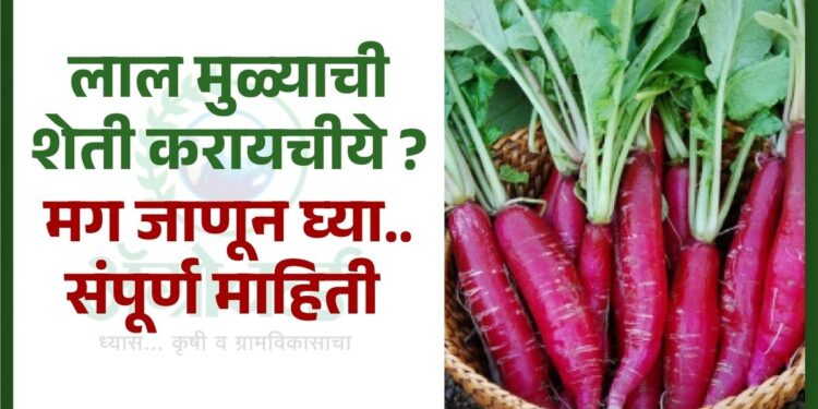 लाल मुळ्याची शेती