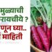 लाल मुळ्याची शेती