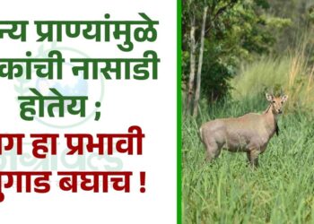 वन्य प्राण्यांमुळे पिकांची नासाडी