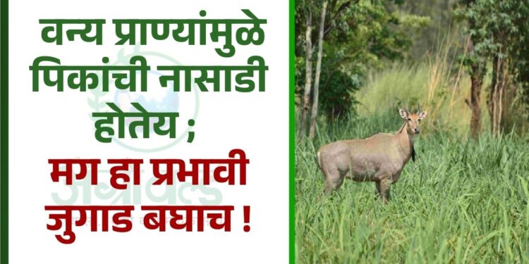 वन्य प्राण्यांमुळे पिकांची नासाडी