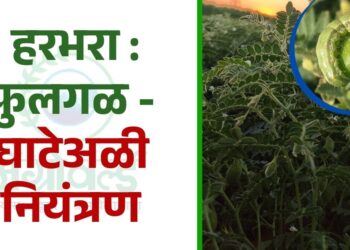 हरभरा : फुलगळ - घाटेअळी नियंत्रण