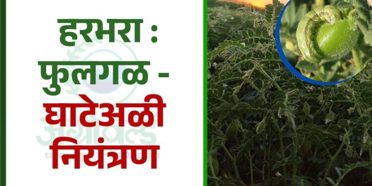 हरभरा : फुलगळ - घाटेअळी नियंत्रण