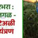 हरभरा : फुलगळ - घाटेअळी नियंत्रण