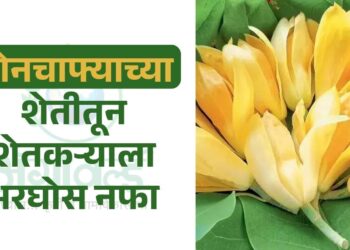 सोनचाफ्याच्या शेतीतून शेतकऱ्याला भरघोस नफा !