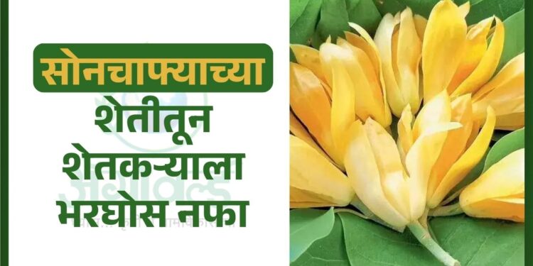 सोनचाफ्याच्या शेतीतून शेतकऱ्याला भरघोस नफा !