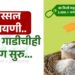 अस्सल इंद्रायणी
