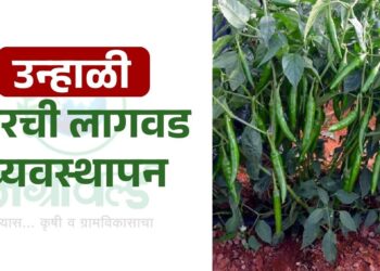 उन्हाळी मिरची लागवड व्यवस्थापन