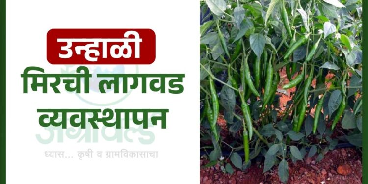 उन्हाळी मिरची लागवड व्यवस्थापन